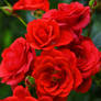 Beautiful Roses from My Garden II