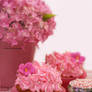 Pink Hydrangeas