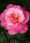 My Fair Lady. A Pink Garden Rose by theresahelmer