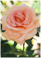 Beautiful Rose from My Garden