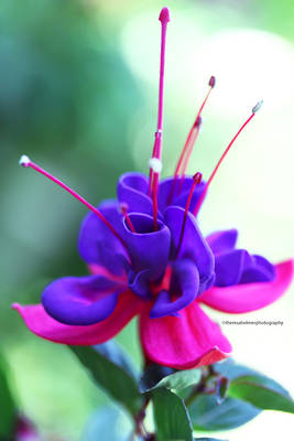 Beautiful Garden Fuchsia