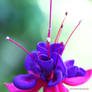 Beautiful Garden Fuchsia