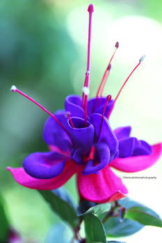 Beautiful Garden Fuchsia