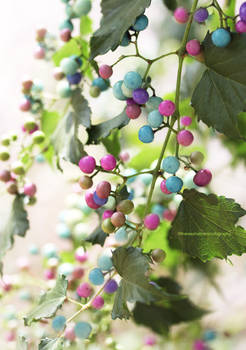 Porcelain Berries