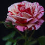 A Show Stopper - Peppermint Rose