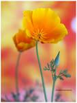 California Golden Poppy by theresahelmer