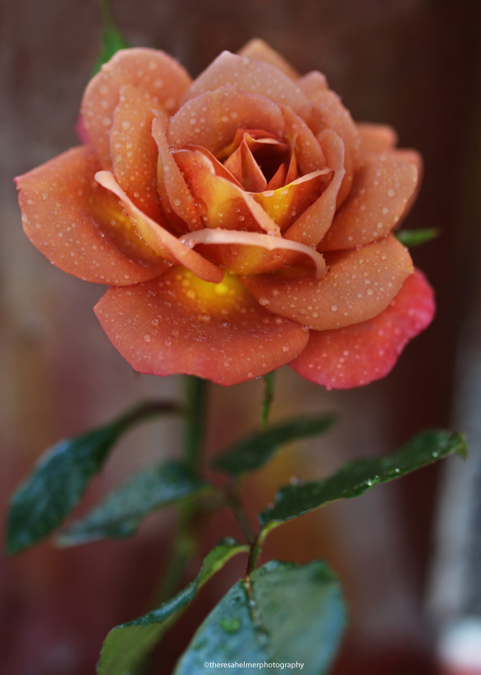 Rusty Rose - One of the most beautiful