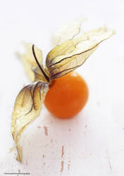 Cape Gooseberry