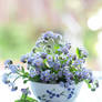 FORGET-ME-NOT