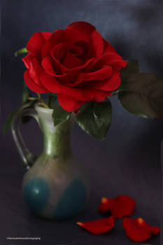 A Red Rose