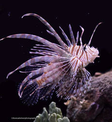 Lionfish