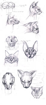 anatomy of the cat's head