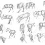 Horse studies with videoreference