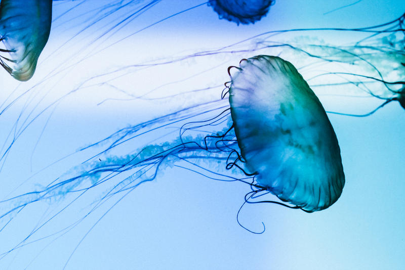 The Thing About Jellyfish By Abitofeverywhere On DeviantArt The thing about jellyfish by abitofeverywhere on deviantart