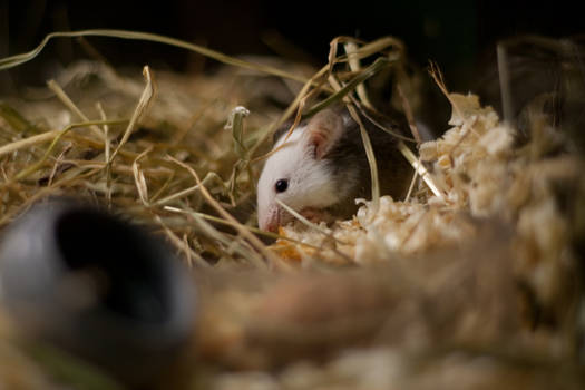 House Mouse 1