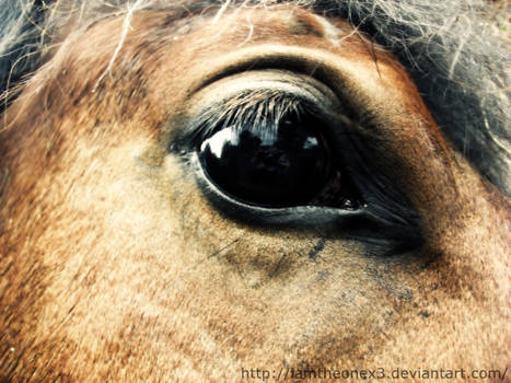 Horse eye