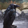 Wet crow