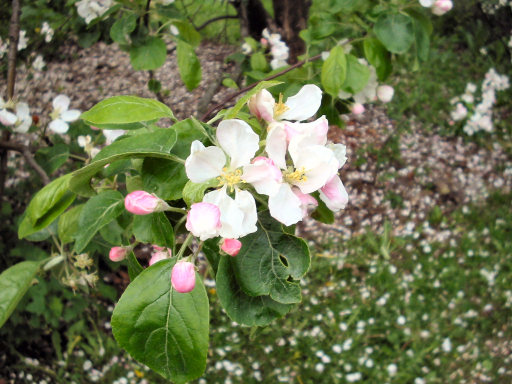 Appleflower