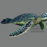 Turquoise Turtle