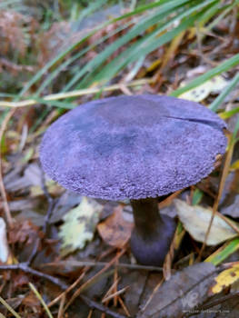 Violet Webcap