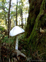 destroying angel