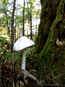 destroying angel