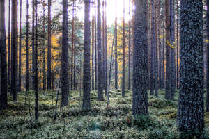 Autumn In North