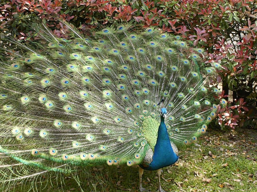 Feathers and Flowers