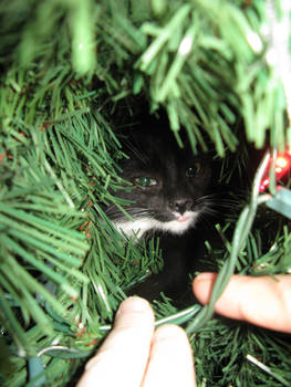 Kitty in a Tree