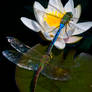 Two Dragonflies, One Lily