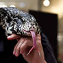 Tegu