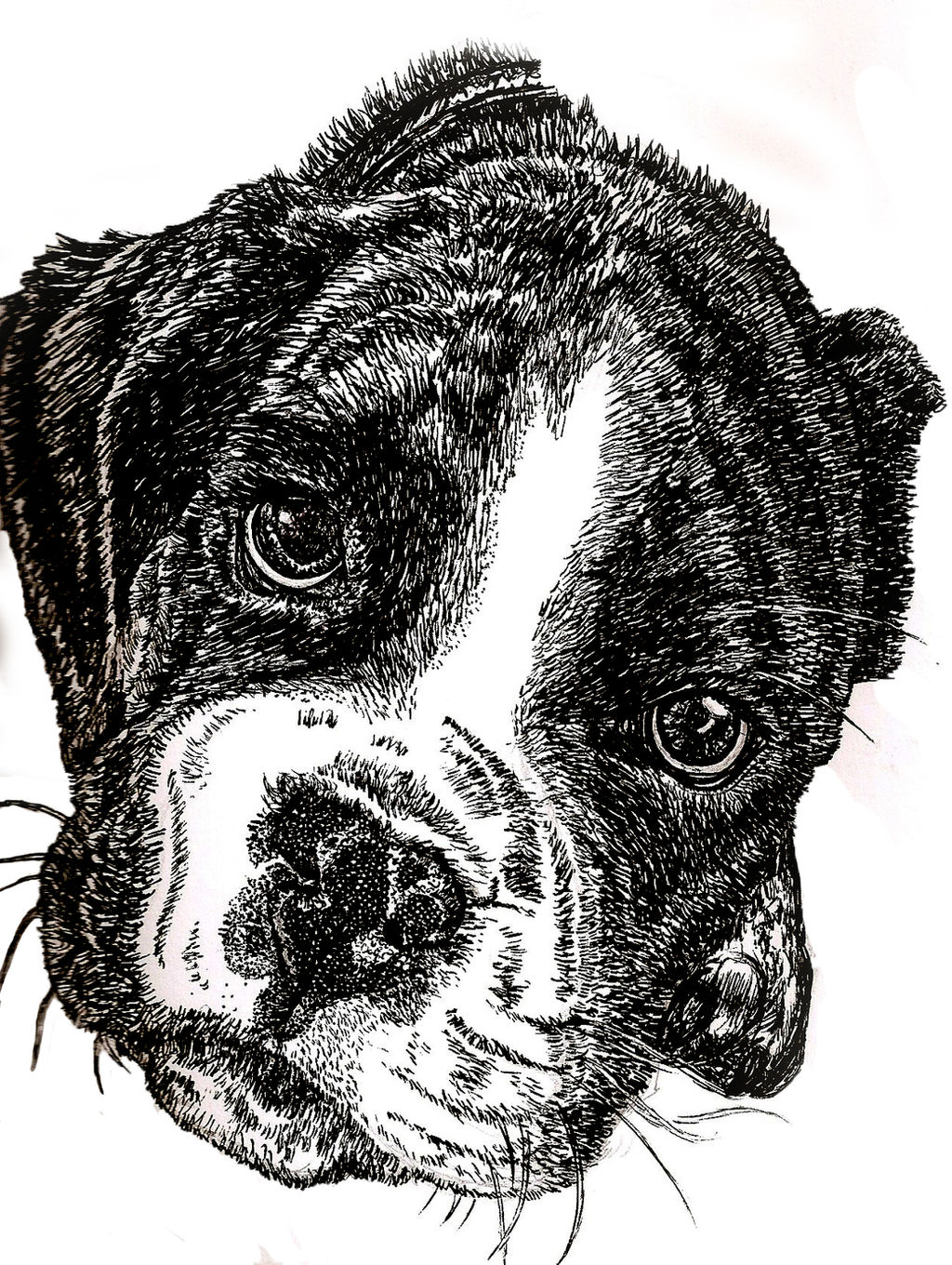 Deviantart Boxer Dog Boxer Puppy Edit by oxShadowCatxo on DeviantArt
