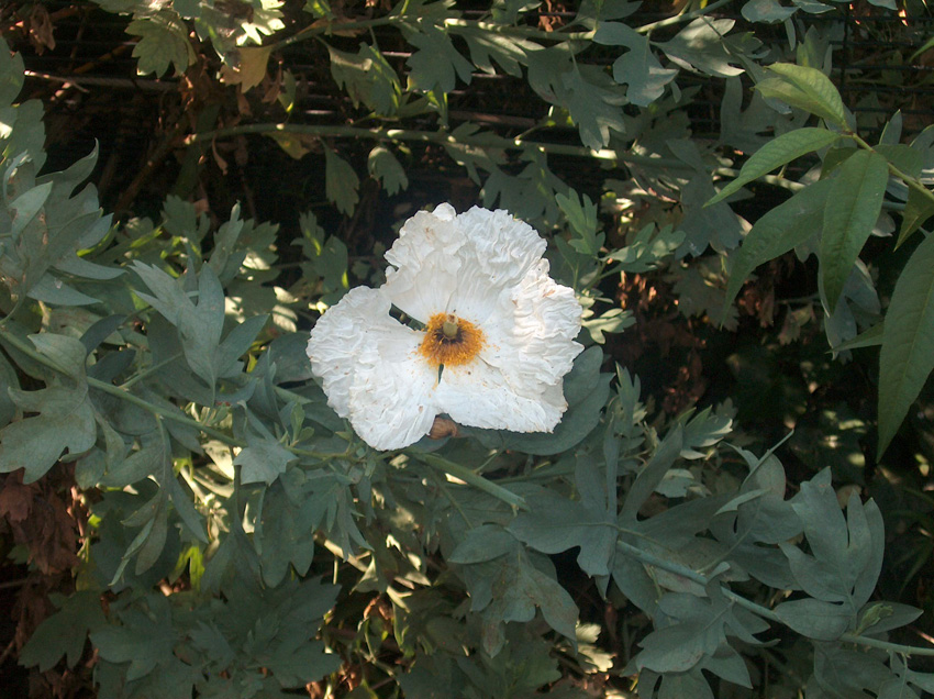 White Flower