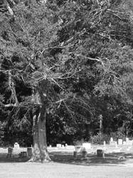 grave-tree