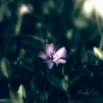 ColFlo5 by cenkphoto