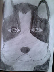 Boston Terrier