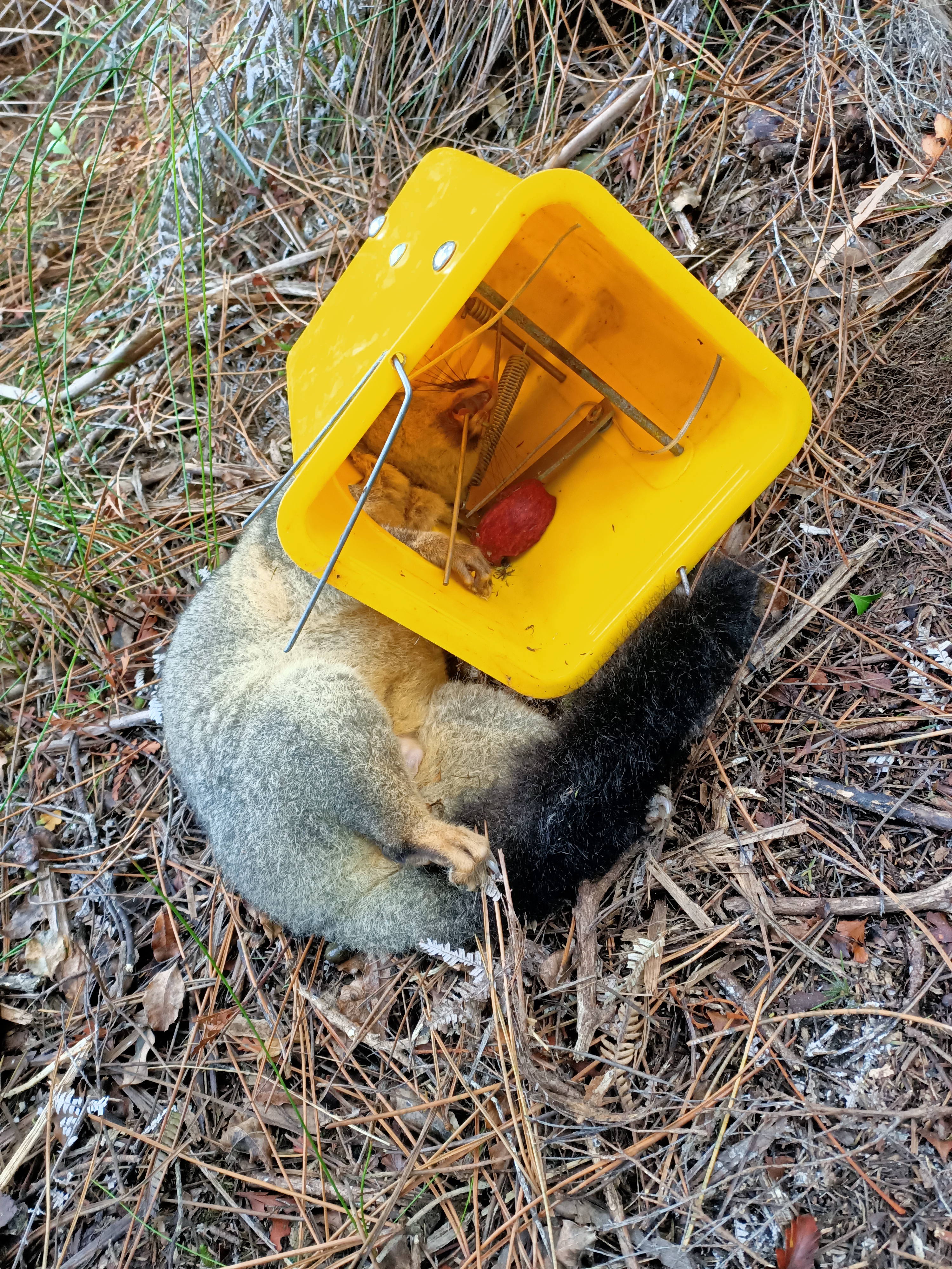 Possum in Timms trap by KadeTurambar on DeviantArt