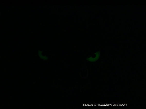 Savage eyes at night