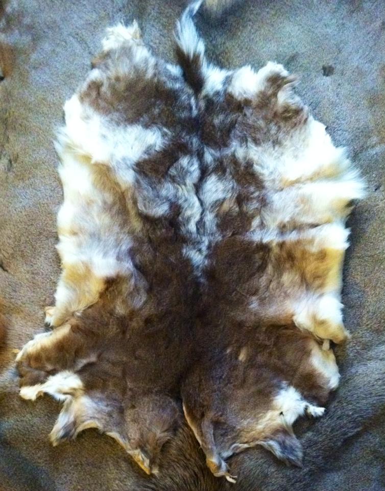 Piebald Whitetail Pelt III