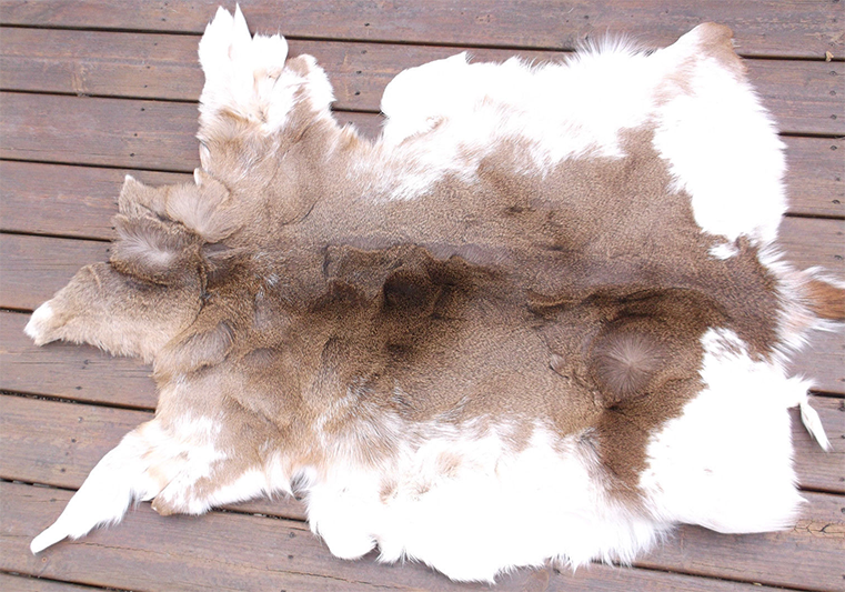 Piebald Whitetail Pelt IV