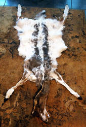 Piebald Whitetail Pelt V