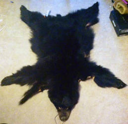 Black Bear Pelt