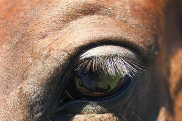 Horse eye