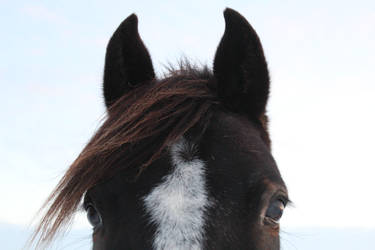 Happy horse