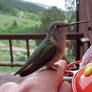 humming bird