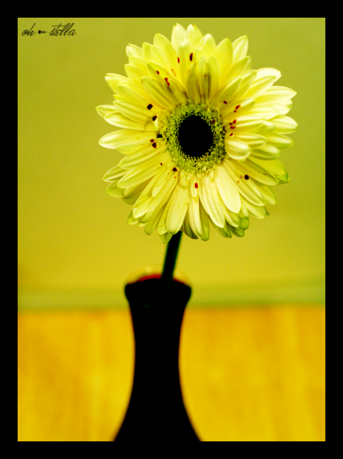 Blood Daisy Rid Blood Daisy by stillpretty on DeviantArt