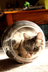 Cat in a Jar -Revisited-
