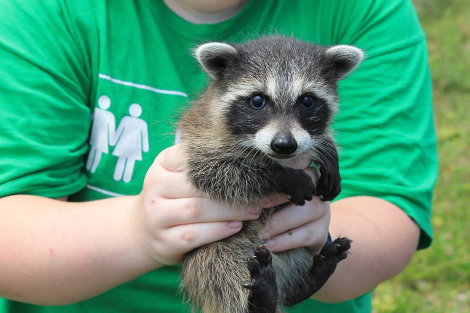 RACOON by AngelKoon RACOON by AngelKoon