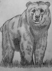 Bear