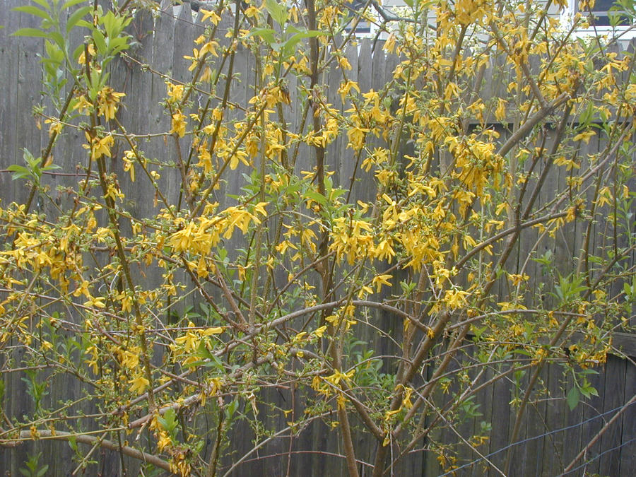 A Random Bush Random bush by Pheonixflame18 on DeviantArt
